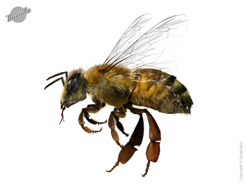 Abeja