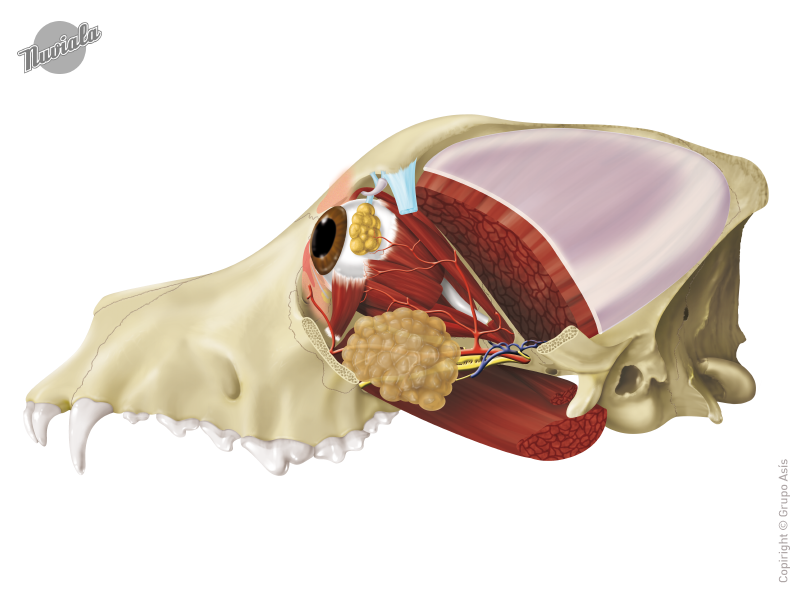Anatomía II