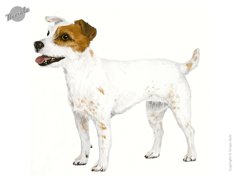 Pequeños animales